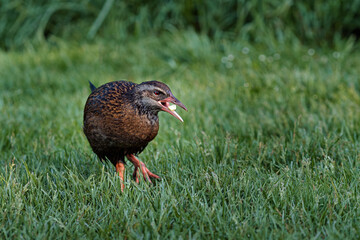 Weka bird carrying food on