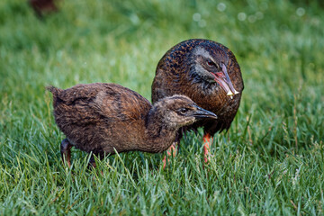 Weka bird feeding its baby. Close up capture