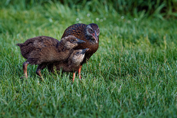 Weka bird familiy, mom feeding her babies. Flightless endemic New Zealand bird