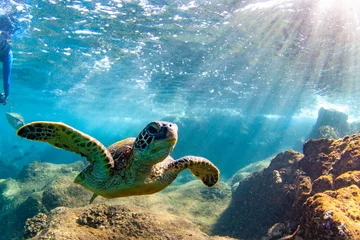 Gordijnen Hawaiian Green sea Turtle cruising in the warm waters of Maui © shanemyersphoto