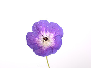 lobelia flower macro photo with water drops, white background