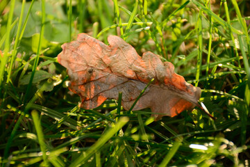 autumn leaf on grass