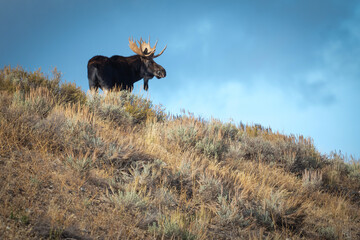 Bull moose on hillside with blue sky