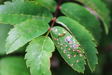 Closeup of a pear slug on a mountain ash branch