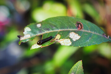 Macro of a pear slug skeletonizing foliage