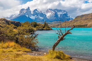 Foto auf Acrylglas Cuernos del Paine Krummer Baum wegen Wind und Wetter am Pehoe-See mit den Cuernos del Paine-Gipfeln, Nationalpark Torres del Paine, Patagonien, Chile.