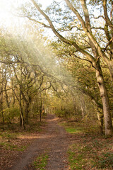 Fall landscape, bright fall trees and yellow fallen leaves. Autumn alley in the city fall November park, fall colorful nature, fall landscape. Colorful fall city park, fall background