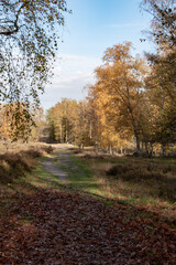 Fall landscape, bright fall trees and yellow fallen leaves. Autumn alley in the city fall November park, fall colorful nature, fall landscape. Colorful fall city park, fall background