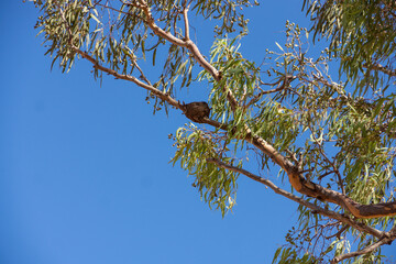 Australian willie wagtail bird nest of mud.