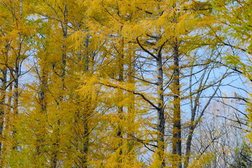 美しいカラマツの紅葉
