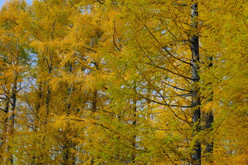 美しいカラマツの紅葉
