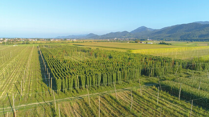 AERIAL: Flying around a lush hop field flourishing in the Slovenian countryside.