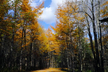 Fototapeta premium 美しいカラマツの紅葉