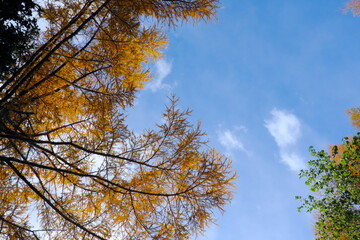 美しいカラマツの紅葉