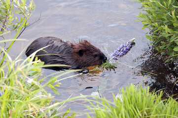 Beaver photo stock.  Close-up profile eating lily flowers in the water, displaying brown fur coat, body, head, eye, paws, with green foliage and water background in its habitat and environment. Image.