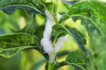 Bubbled air foam on a plant stem caused by insects