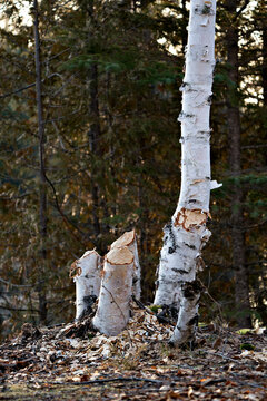 Beaver stock photo. Beaver Cut down birch tree stock photo. Beaver work. Tree felled by beaver. Tree cut down by beavers. Cut trees by beaver. Picture.