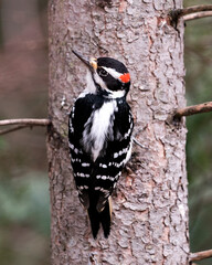 Woodpecker photo stock. Downy Woodpecker close up back profile view on a tree trunk with a blur background in its environment and habitat displaying white and black feather plumage and red crown. 