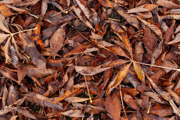 Autumn fall orange and brown leaves on the ground
