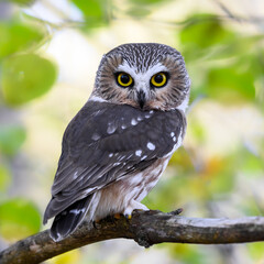 Northern Saw-whet Owl Portrait in Fall