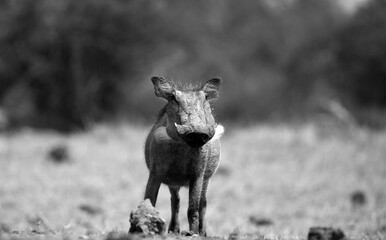 The Common Warthog (phacochoerus africanus) is a wild member of the pig family found in grassland, savanna, and woodland in sub-Saharan Africa.	Black and White