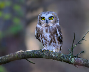 Northern Saw-whet Owl Portrait in Fall