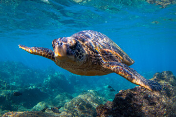 Hawaiian Green sea Turtle cruising in the warm waters of Maui