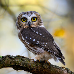 Northern Saw-whet Owl Portrait in Fall