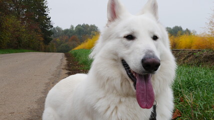 Obraz premium Weißer Schäferhund (Berger Blanc Suisse) lacht beim Gassi gehen an einer Straße mit Spargelkraut im Herbst