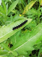 close up of a caterpillar