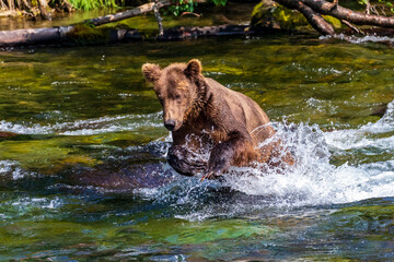Brown bear fishing for salmon near Brooks Falls in Katmai National Park. The grizzly bear is splashing through the water in a stream as the bear chases the fish.