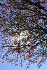 Sun in the tree