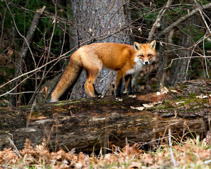 Red Fox photo stock. Fox image. Fox picture. Fox portrait. Red fox close-up profile view standing on a big moss log with a forest background in its environment and habitat displaying fox tail.