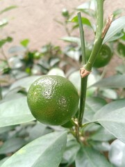 lime on the tree