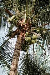 Coconuts on a beautiful palm tree, bottom view