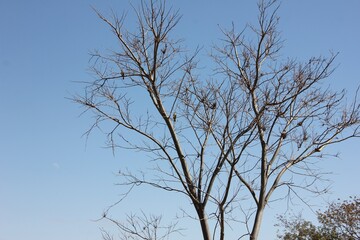Árvore seca e pássaros
