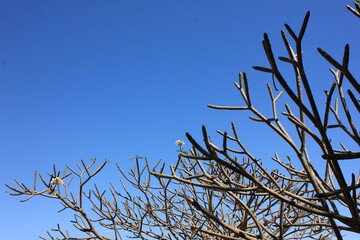 Céu azul