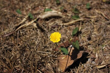 Flor Amarela