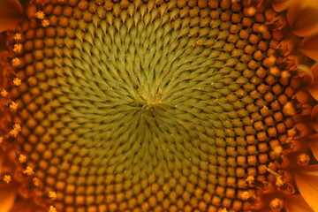 nature macro background - closeup of a yellow sunflower, outdoors on a sunny day