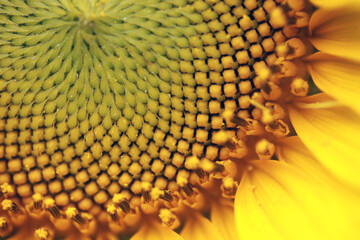 nature macro background - closeup of a yellow sunflower, outdoors on a sunny day