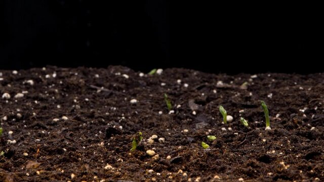 time lapse of pea plants sprouting