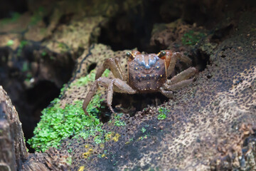 The beautiful flora and fauna of Cahuita national park, Costa Rica
