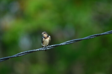 Swallow bird family Hirundinidae on stalk with nature green background