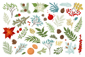 Christmas plant and floral vector set include poinsettia, holly berries, mistletoe, pine and fir branches, cones, rowan berries. Xmas and happy new year design template. Holiday drawing elements.