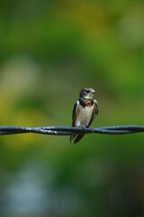 Swallow bird family Hirundinidae on stalk with nature green background