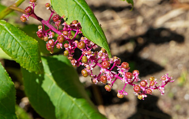 Obraz premium American pokeweed flowers and fruits (Phytolacca americana), Rio, Brazil 