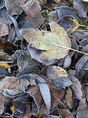 autumn leaves on the ground