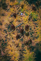 group of pine cones in the branches of a yellowing golden orange pine in autumn 