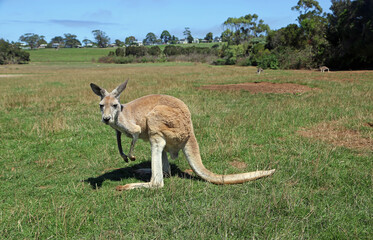 Naklejka na ściany i meble Landscape with red Kangaroo - Victoria, Australia