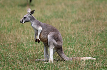 Naklejka na ściany i meble Female red Kangaroo - Victoria, Australia